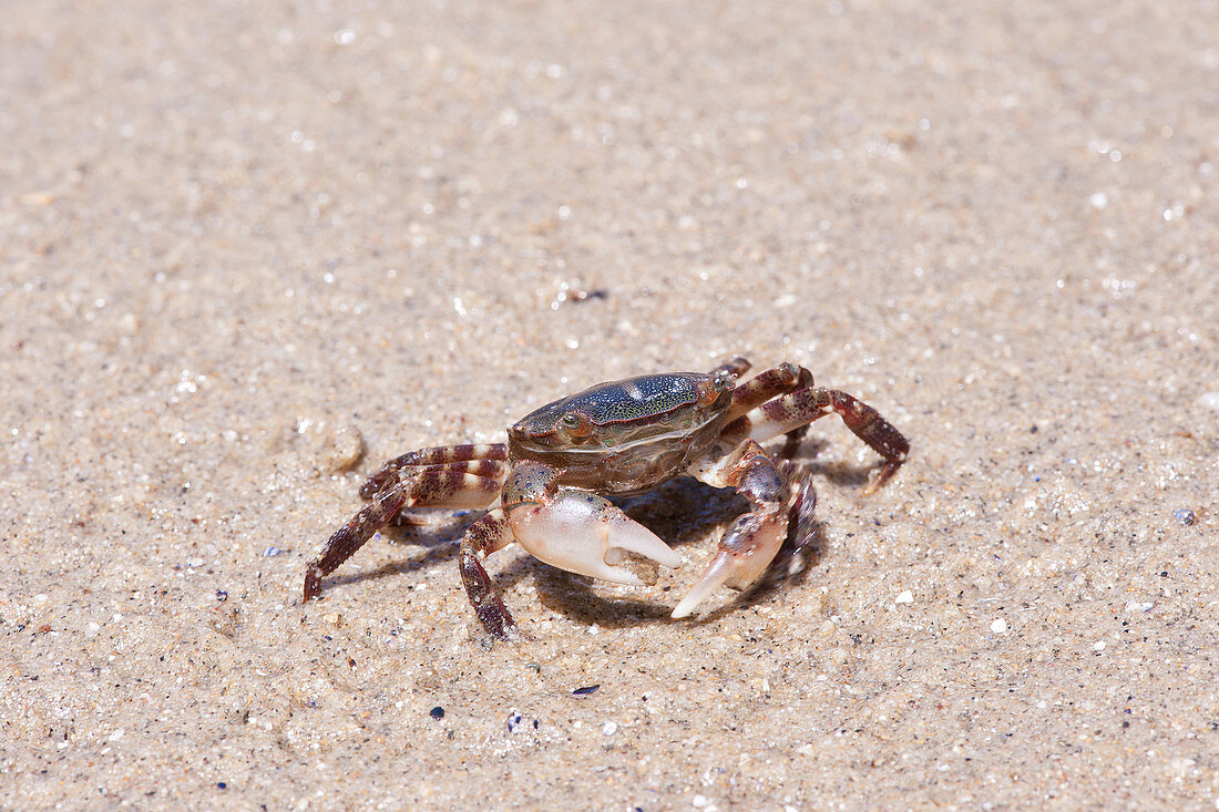 Asian shore crab