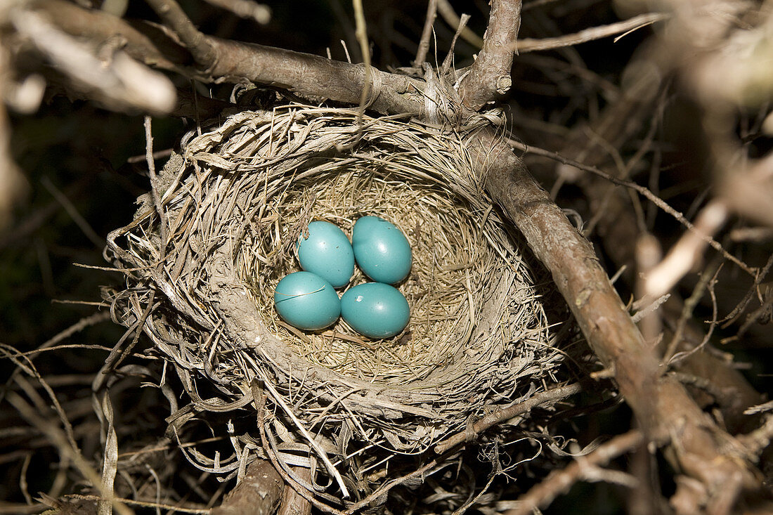 Robin's Nest With Eggs