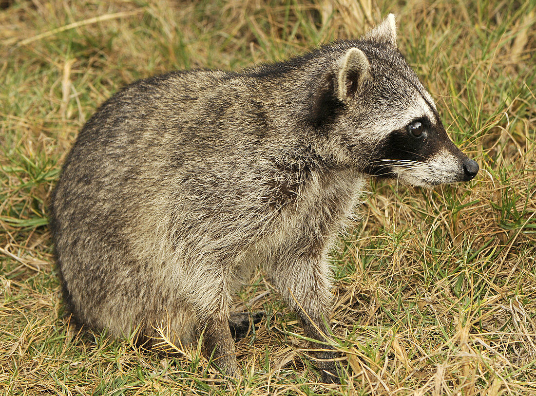 Cozumel raccoon (Procyon pygmaeus)