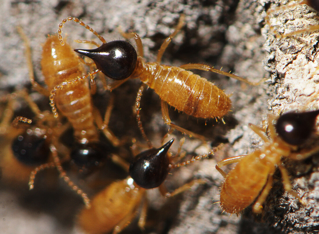 Nasutitermes Termites