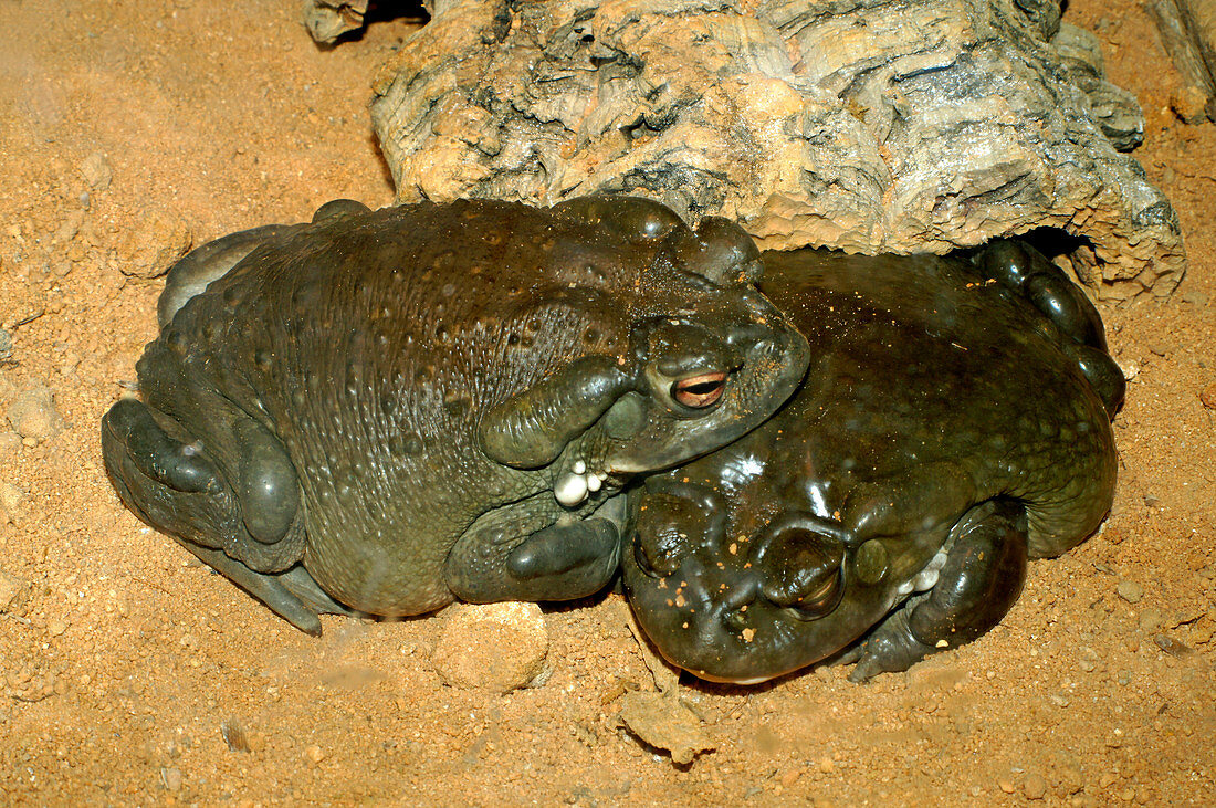 Colorado River Toads