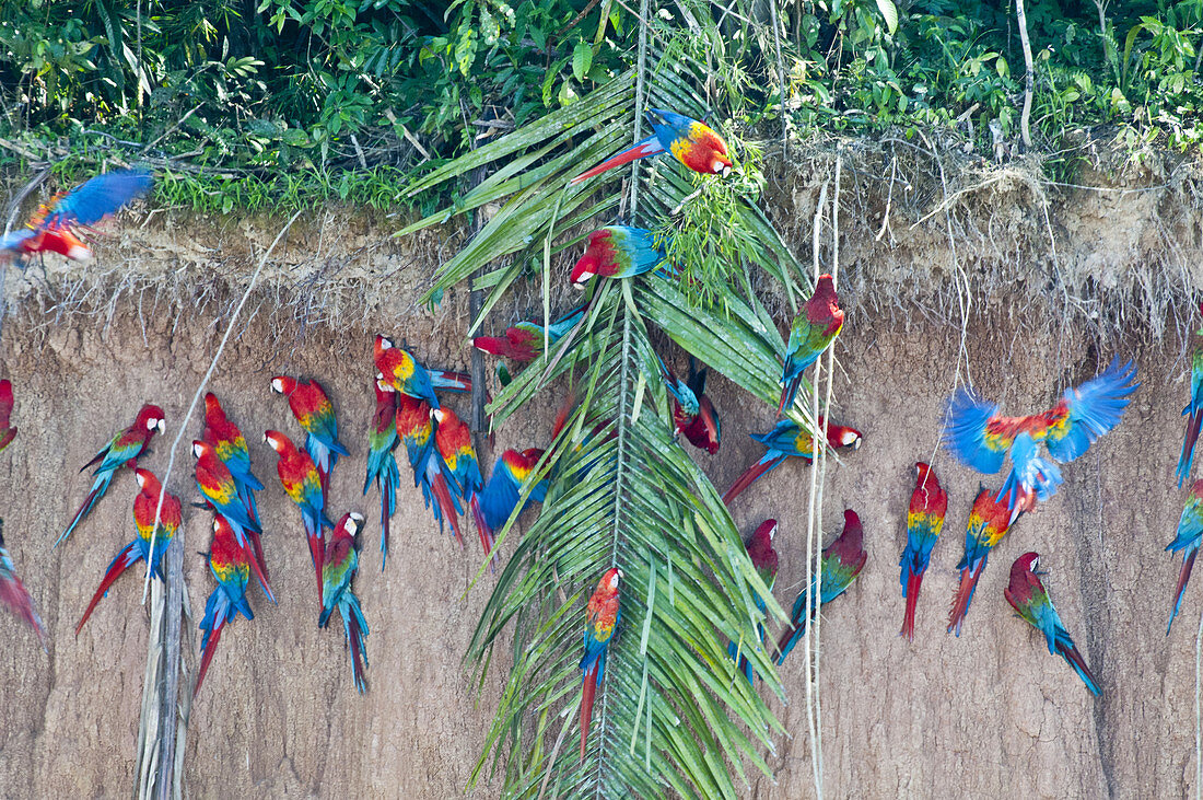Red-and-green macaws at clay lick