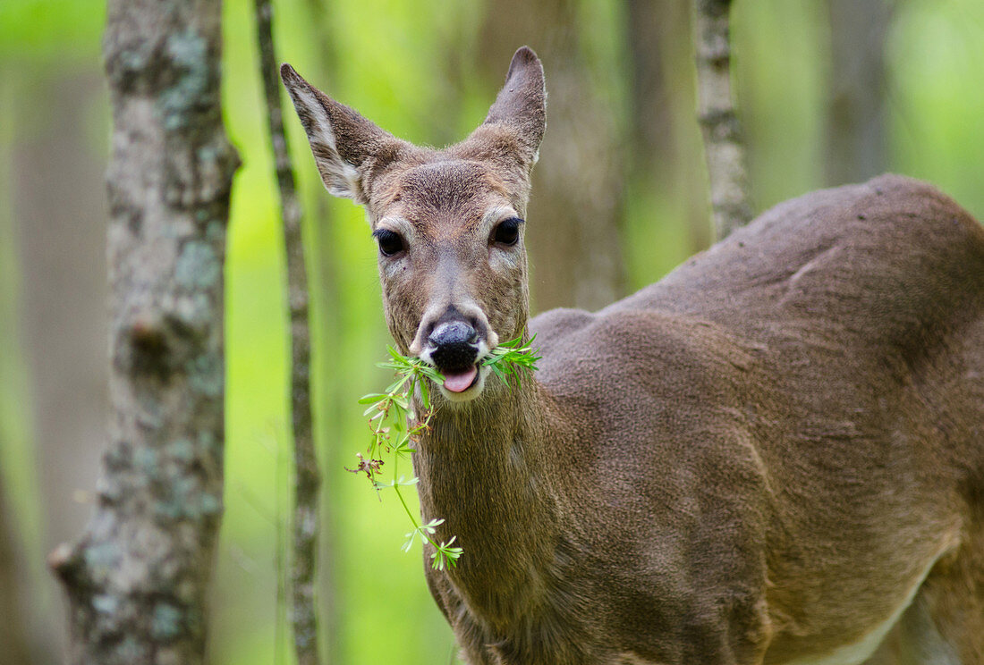 White-tailed Deer Eating
