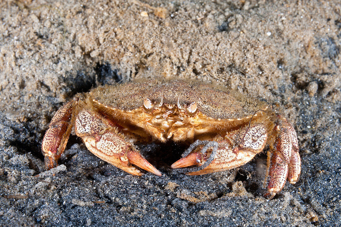 Atlantic Rock Crab feeding