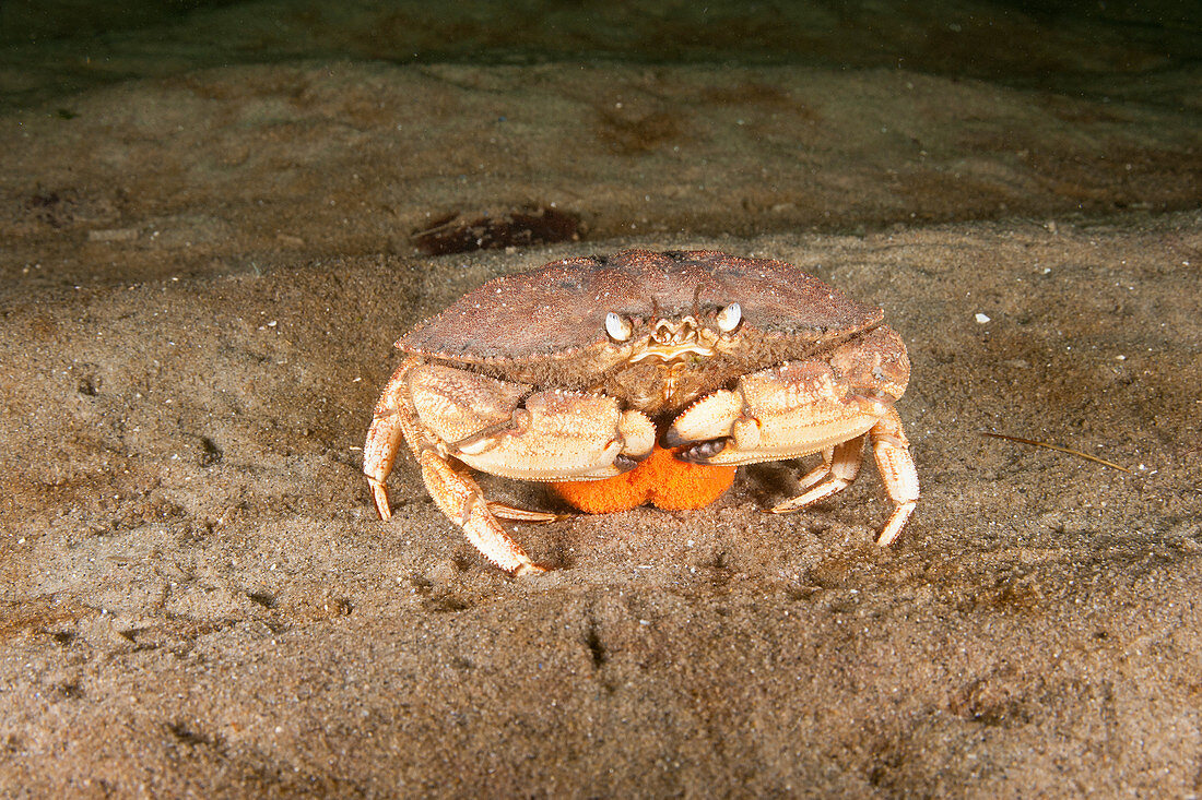 Jonah crab with eggs
