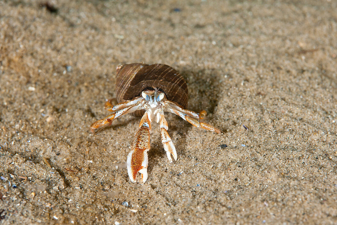 Acadian Hermit Crab,juvenile