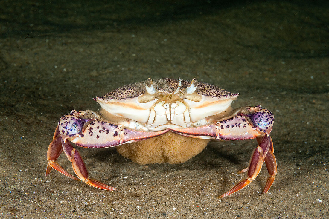 Lady Crab