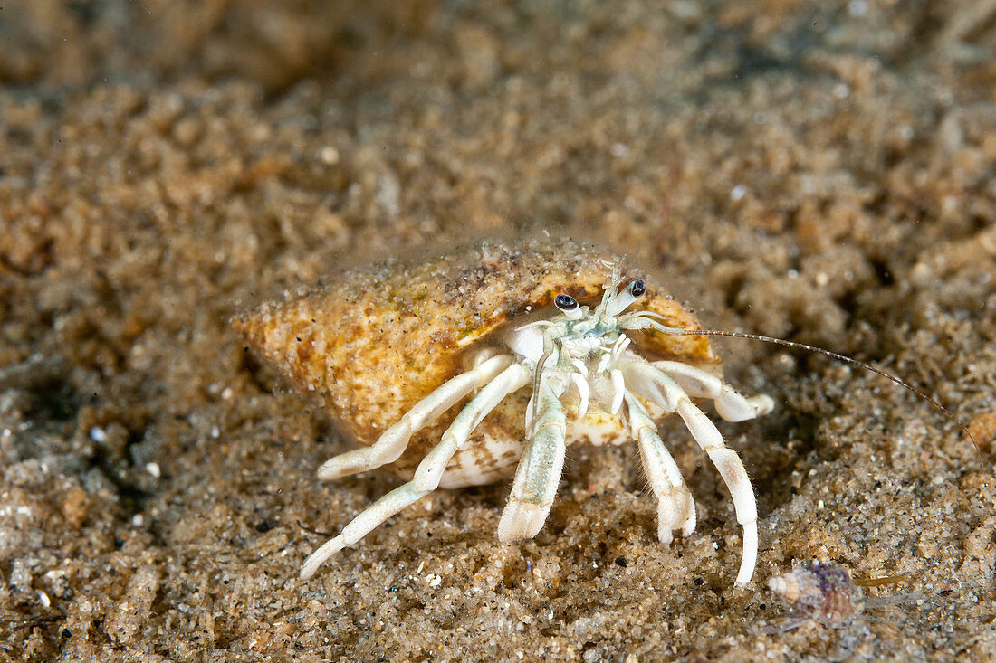 Longwrist Hermit Crab