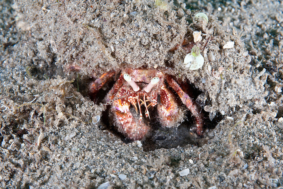Giant Hermit Crab,juvenile