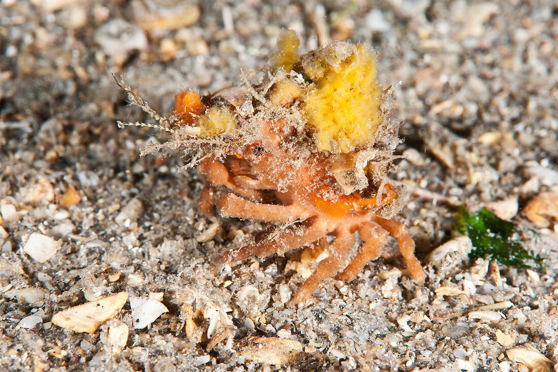 Spongy Decorator Crab