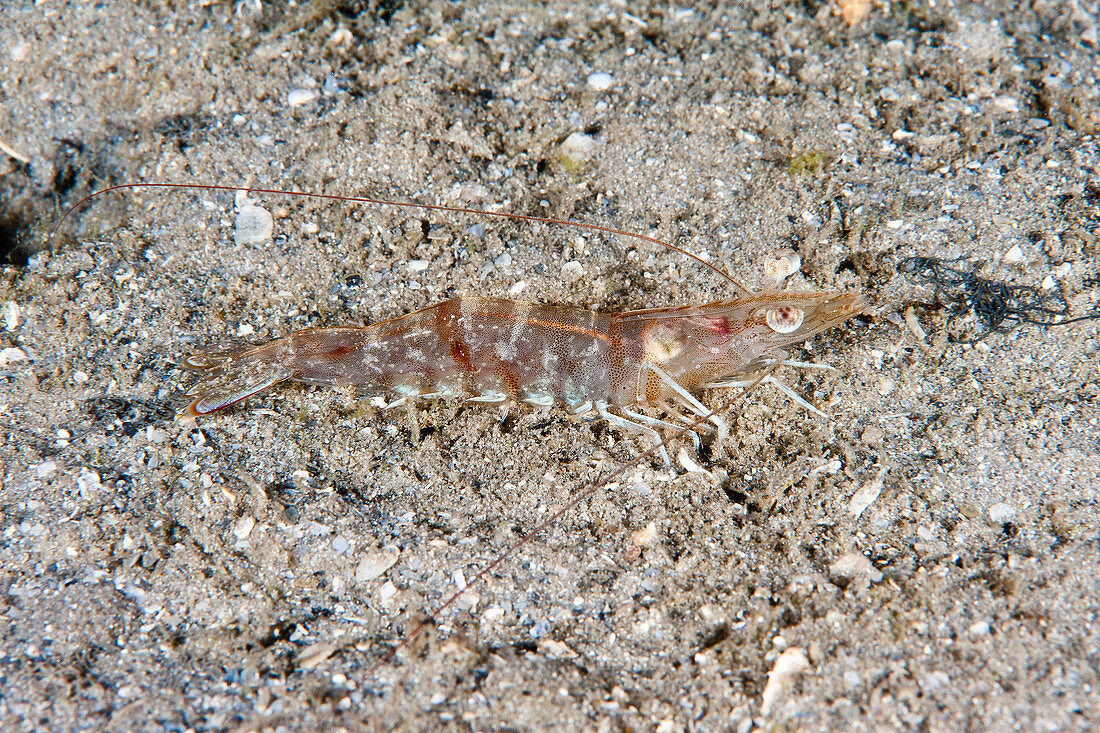 Velvet Shrimp