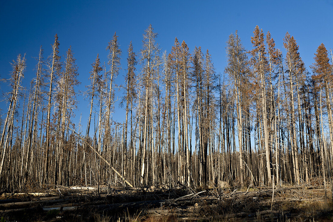 Forest Fire Damage