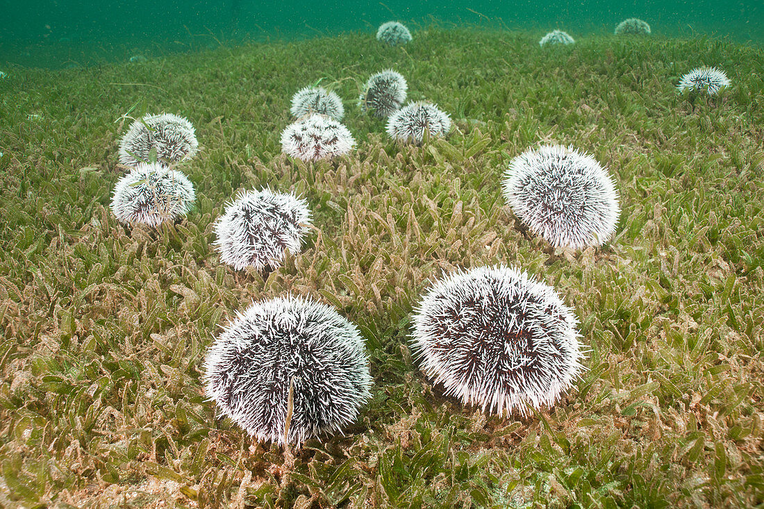 West Indian Sea Egg Urchin