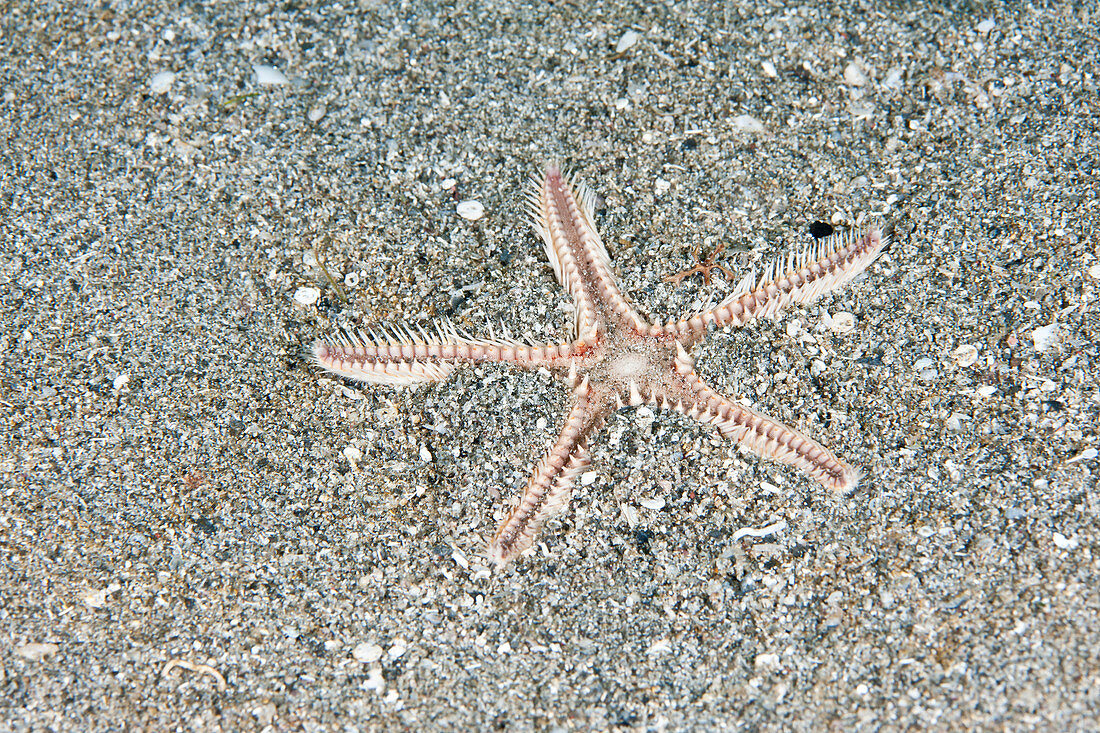 Two-spined Sea Star