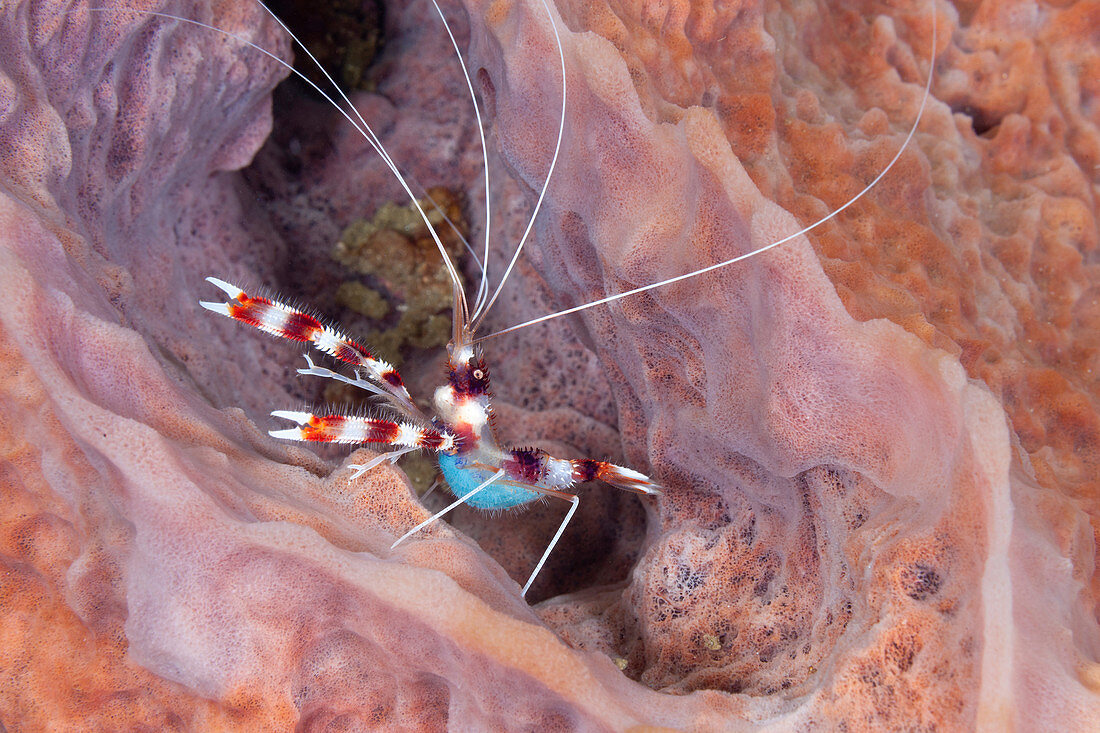 Banded Coral Shrimp with eggs