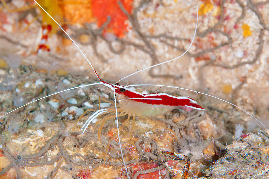 Scarlet-Striped Cleaning Shrimp