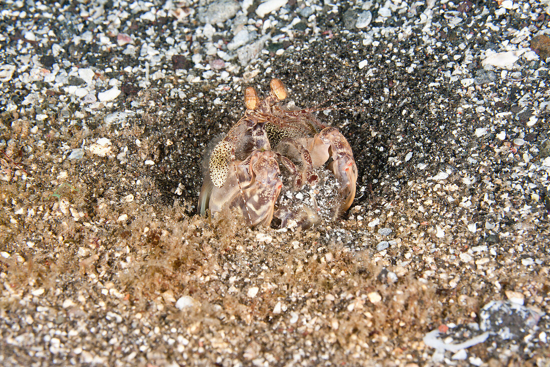 Reef Mantis Shrimp