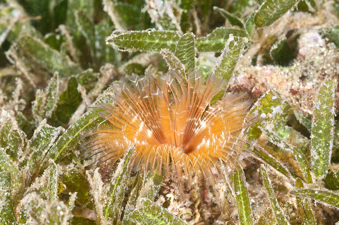 Shy Feather Duster Worm