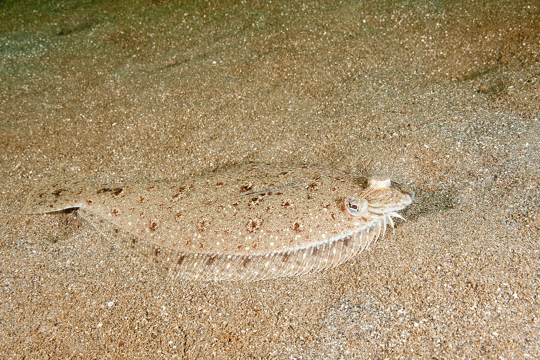 Dusky Flounder