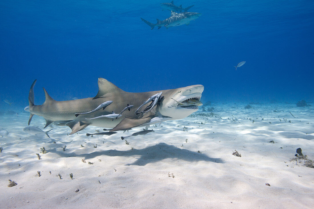 Lemon shark with remoras