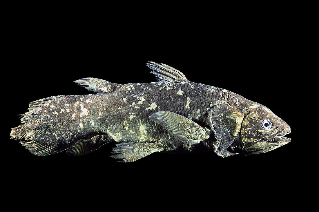Coelacanth Specimen