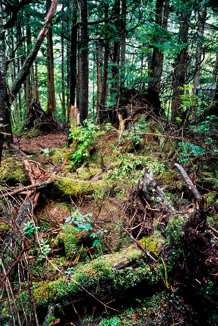 Temperate Rain Forest,Washington State