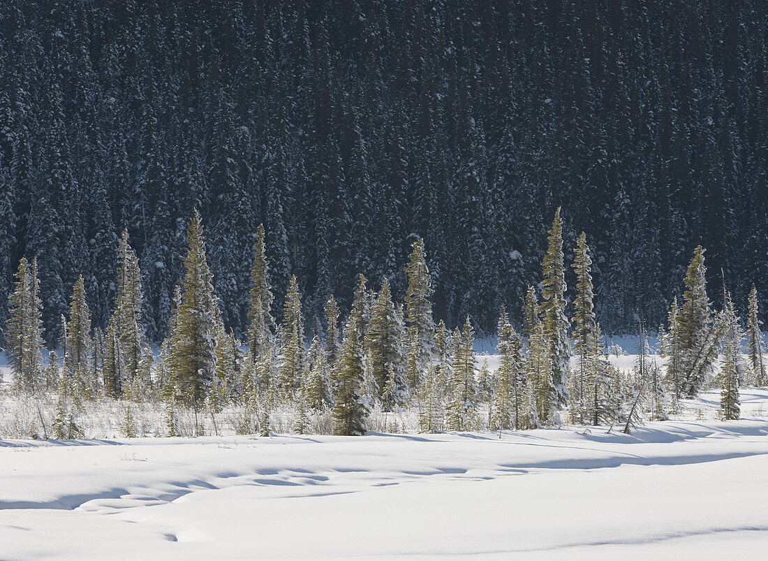 Winter Forest,Banff National Park