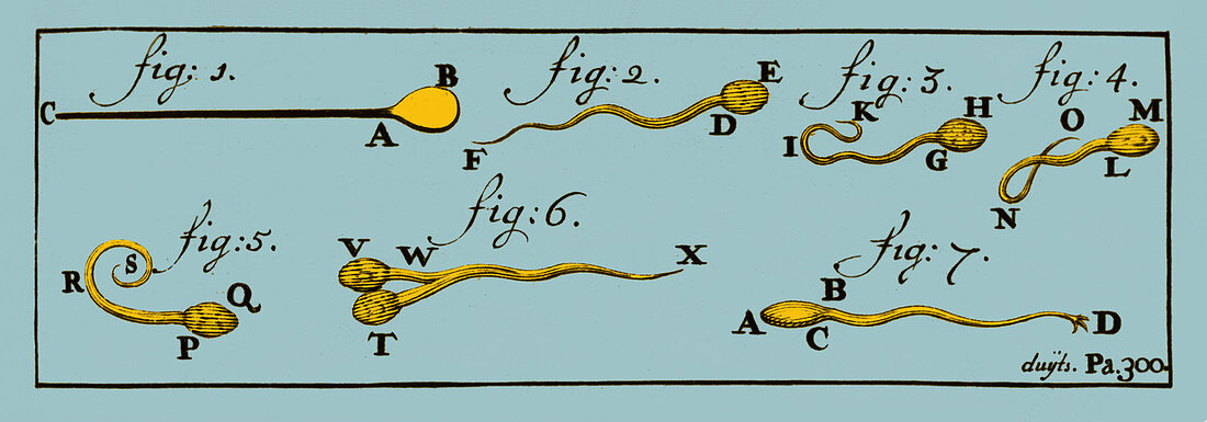 Engraving of Sperm Cells,1707
