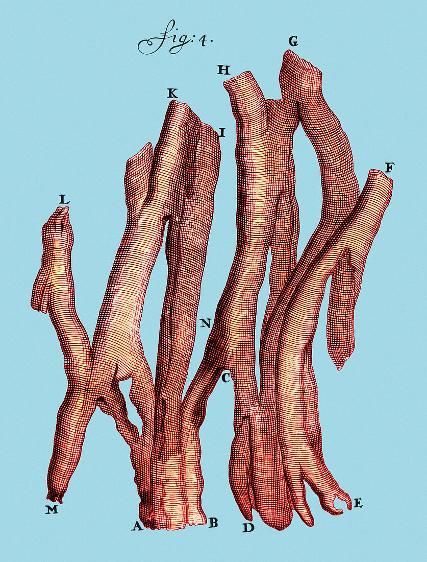 Engraving of Heart Muscle