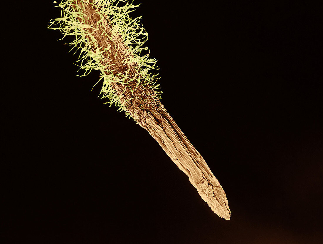 Wheat Root and Hairs,SEM