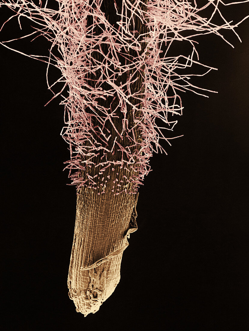Wheat Root and Hairs,SEM