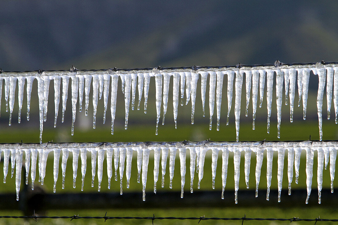 Frozen irrigation water on a wire fence
