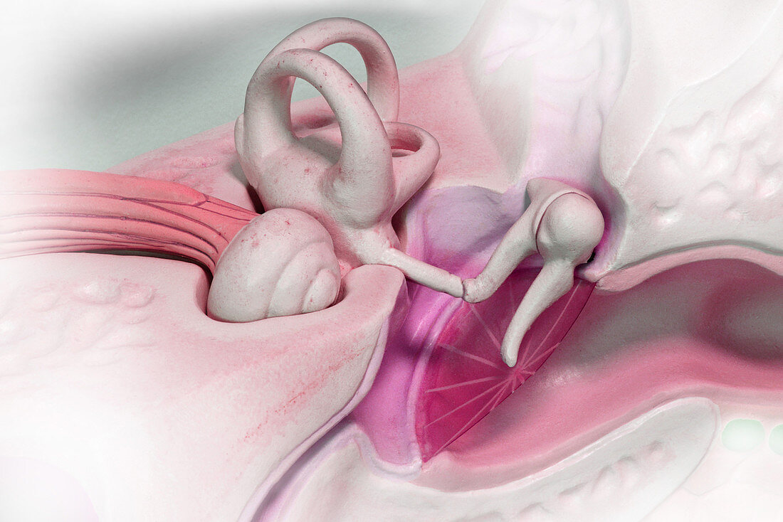 Inner Ear and Middle Ear