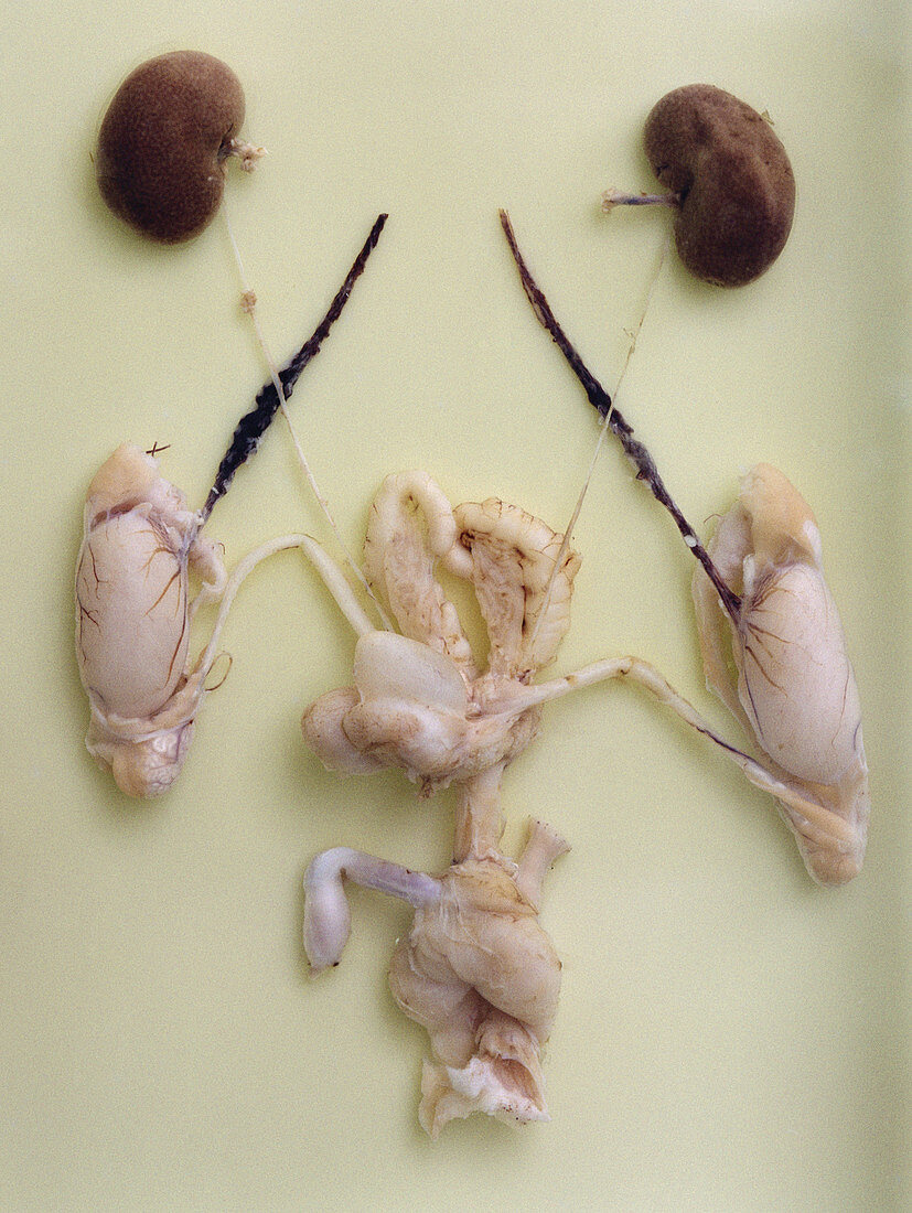 Urogenital System of Male Rat