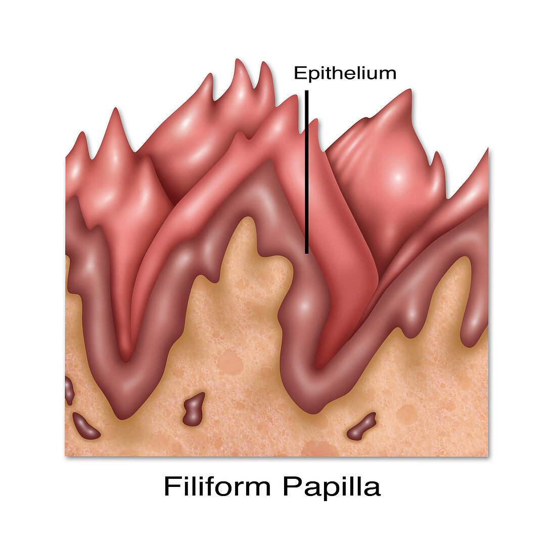 Filiform Papillae,Illustration