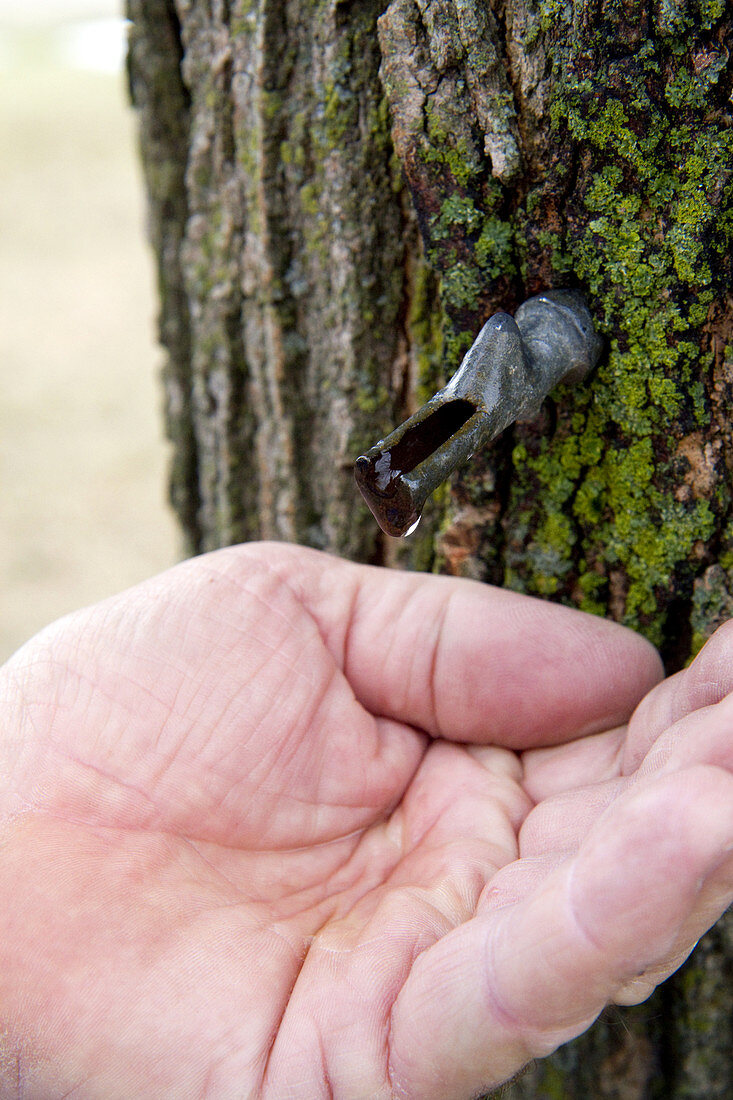 Hand Catching a Drop of Maple Sap
