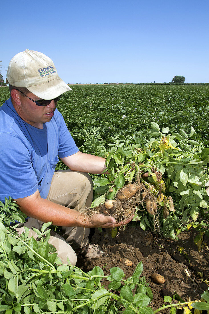 Farmer Checking Potato Growth