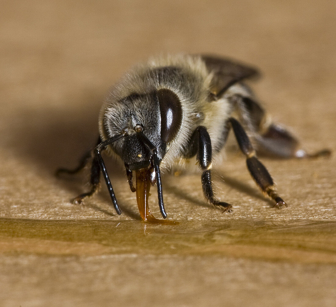 Honeybee Collecting Honey