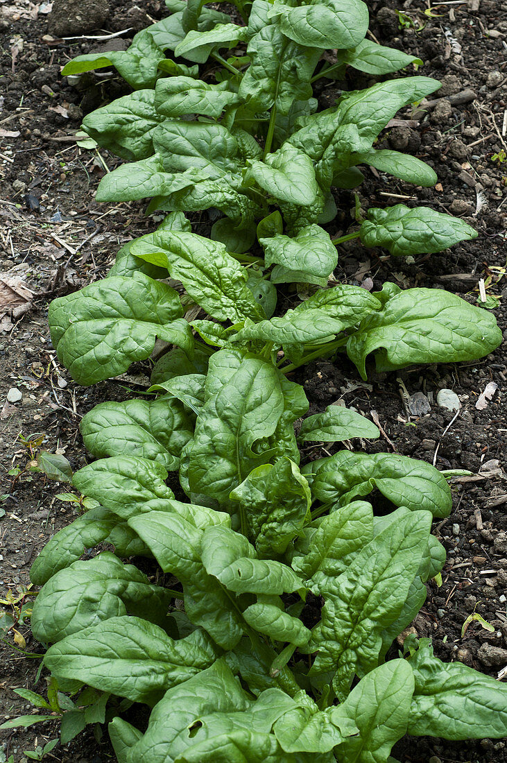 Young Spinach in a Garden