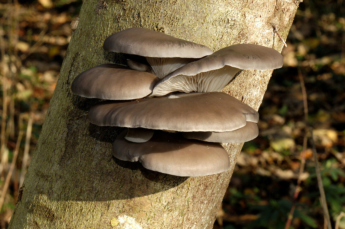 Cultivated oyster mushrooms