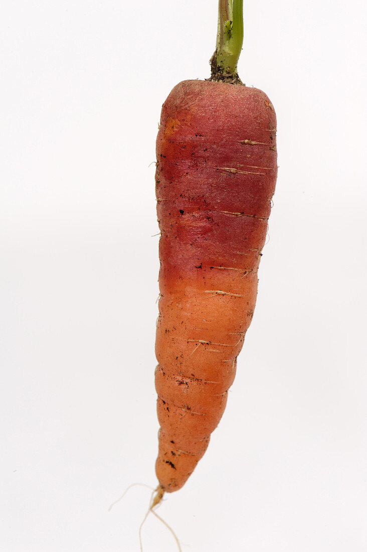 Red discoloured carrot