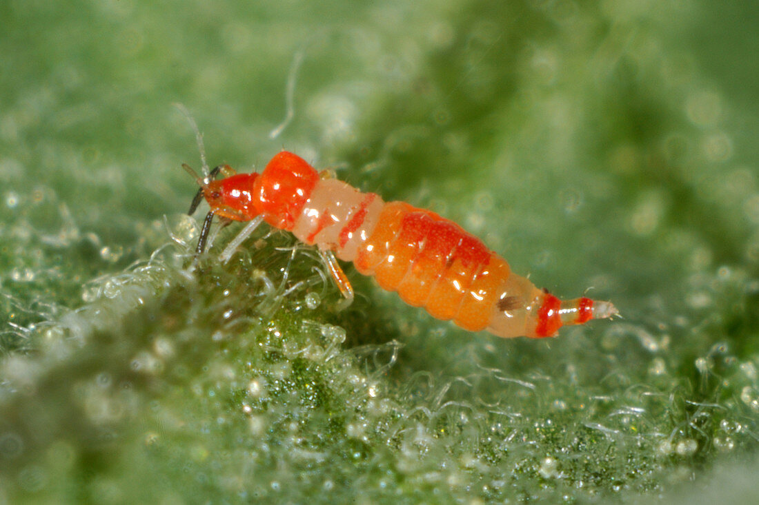 Predatory thrips larva
