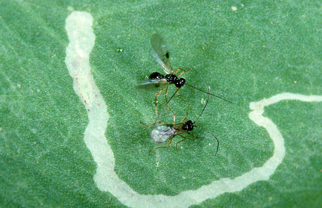Parasitic wasps Courting