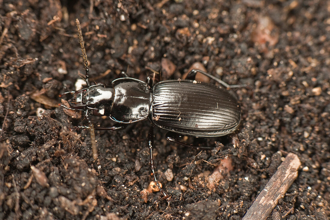 Predatory ground beetle