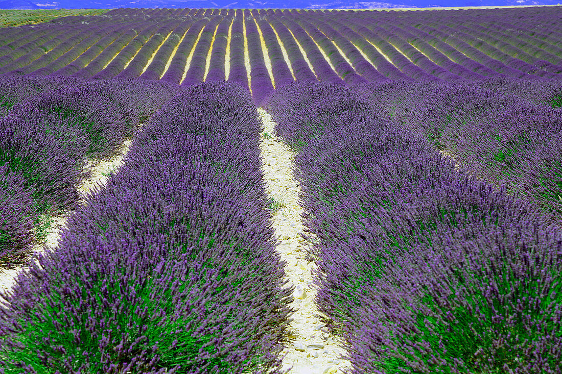 Lavender,French Provence