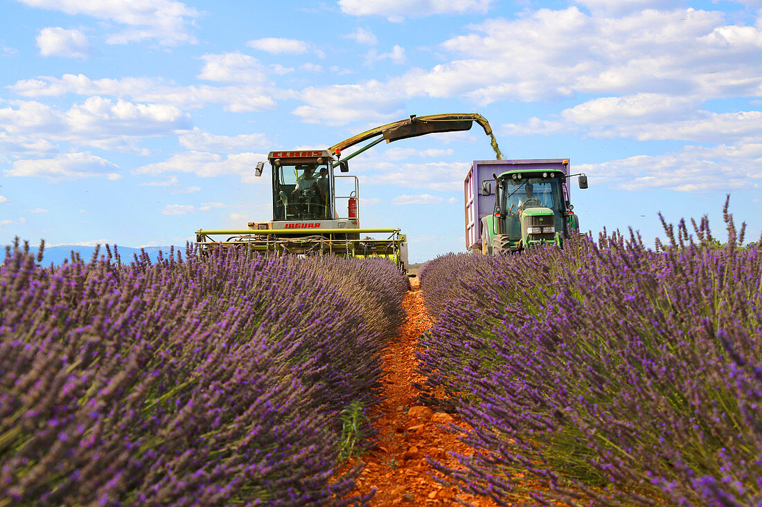 Lavender Harvest,France