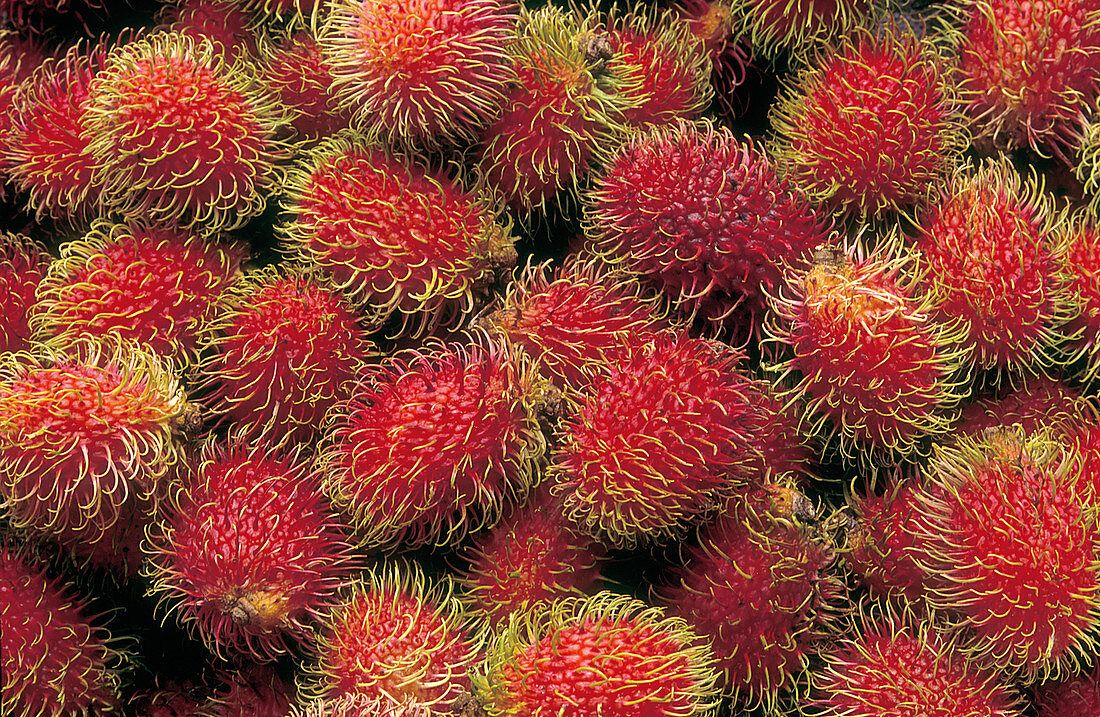Rambutan Fruits
