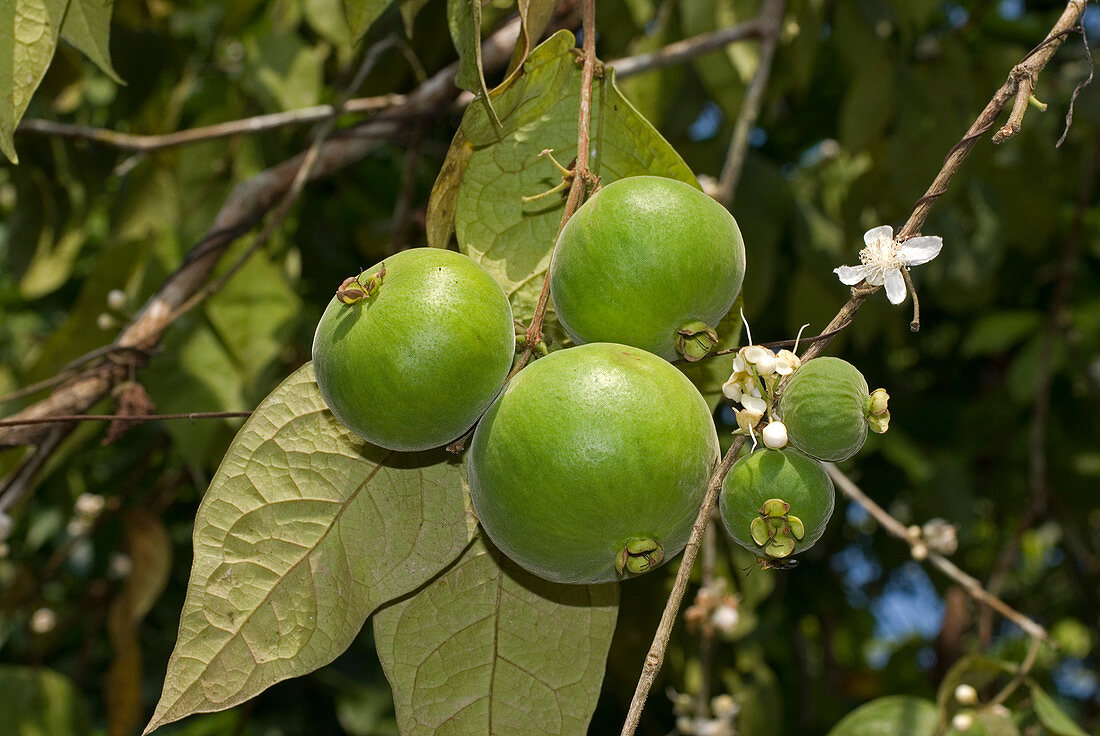 Brazilian guava