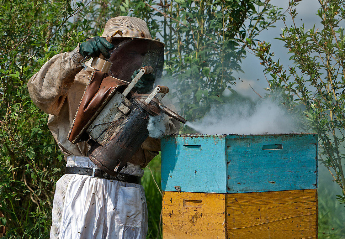 Beekeeper Smoking Hive
