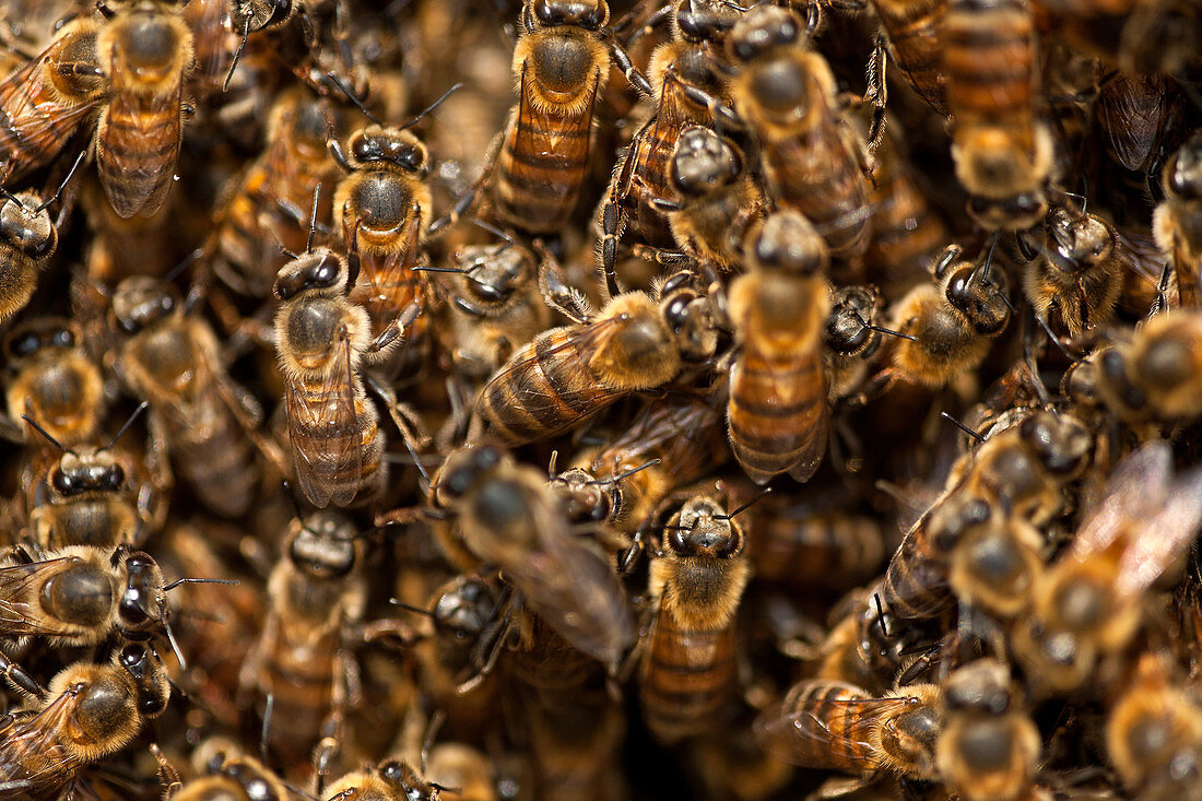 Africanized Italian Honey Bees